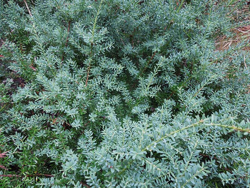 Podocarpus lawrencei ‘Blue Gem’ is a wonderful small conifer that can be used as a groundcover and is as low maintenance as a plant can be.