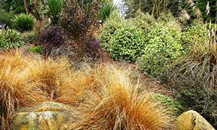 New Zealand preview garden at UWBG offers design ideas translatable to Northwest landscapes.