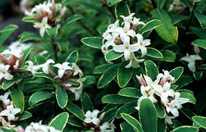 The perfume of Daphne × transatlantica ‘Summer Ice’ can waft through your garden for up to 6 months!