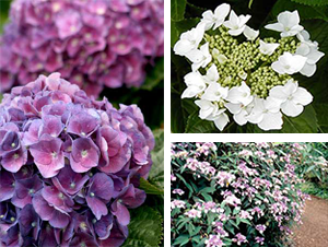 Lavender mophead flowers of Hydrangea macrophylla ‘Nikko Blue’ begin blooming in early to mid summer. Hydrangea macrophylla ‘Lanarth White’ has white lacecap flowers from early summer through September. Rough-leaf hydrangea (Hydrangea aspera Villosa Group) flowers in August and September.
