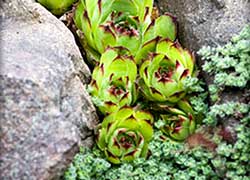 Low growing thyme with hens and chicks fill the gaps between the terrace rockery.
