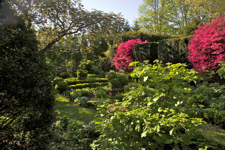 sideyard landscape design, tall hedges with pink blooms on shrubs